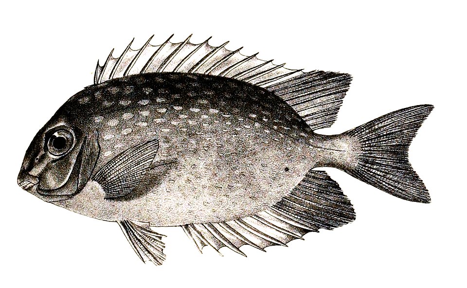 Teuthis concatenata Ford 40