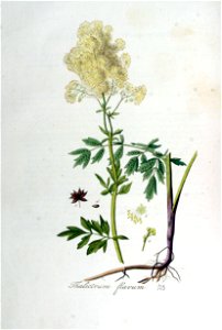 Thalictrum flavum — Flora Batava — Volume v5