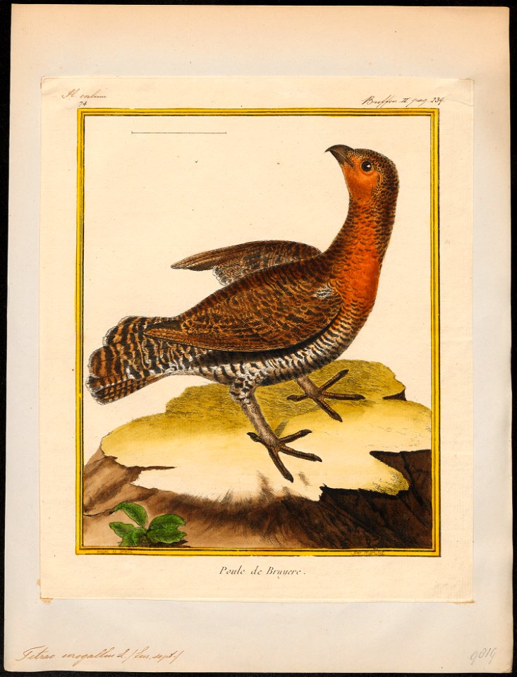 Tetrao urogallus - 1700-1880 - Print - Iconographia Zoologica - Special Collections University of Amsterdam - UBA01 IZ17100319
