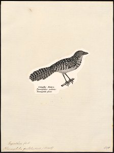 Thamnophilus guttatus - 1809-1845 - Print - Iconographia Zoologica - Special Collections University of Amsterdam - UBA01 IZ16400393