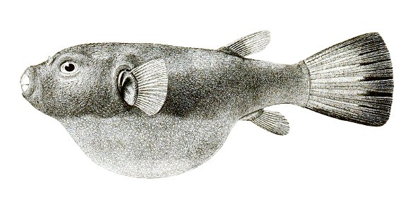 Tetrodon immaculatus Achilles 183