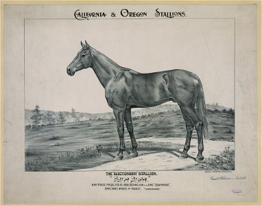 The Electioneer stallion, Palo Alto LCCN2003680575