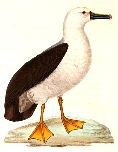 Thalassarche chlororhynchos 1838