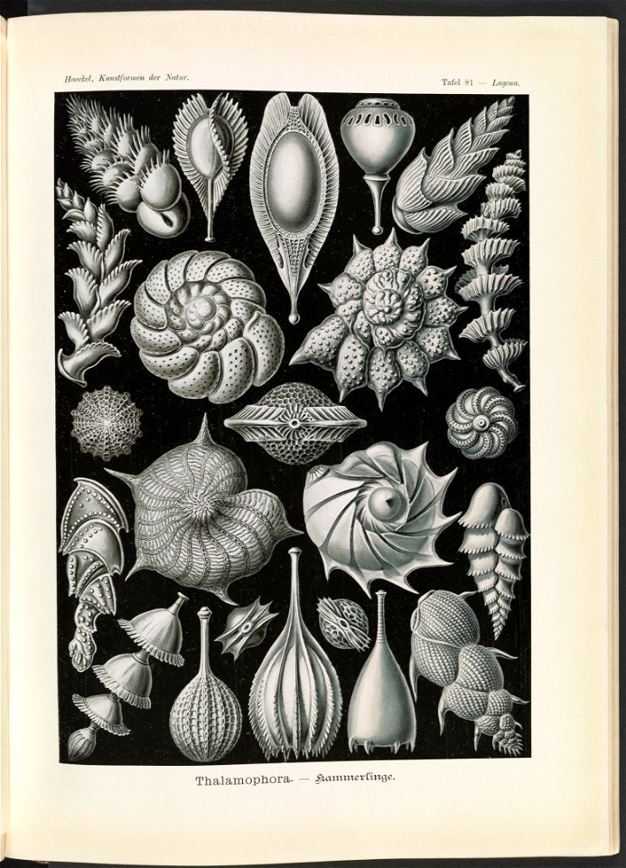 Thalamophora. - Kammerlinge LCCN2015648962
