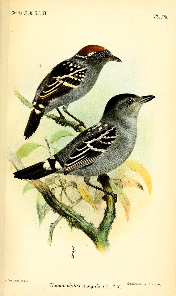 ThamnophilusInsignisSmit