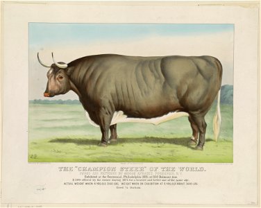The Champion Steer of the world- Owned and fattened by George Ayrault, Po'keepsie, N.Y. LCCN90715807
