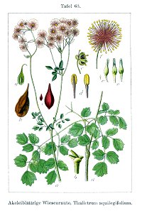 Thalictrum aquilegifolium Sturm63 - clean