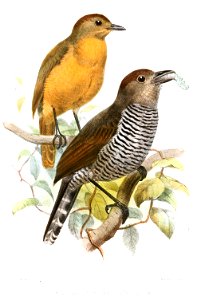 ThamnophilusSubfasciatusSmit
