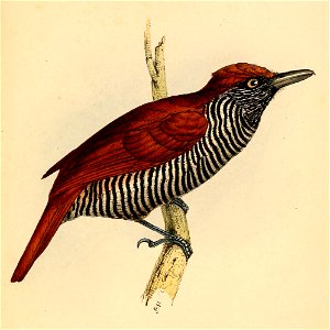 Thamnophilus palliatus palliatus female 1841