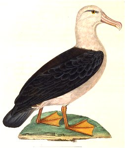 Thalassarche melanophris 1838