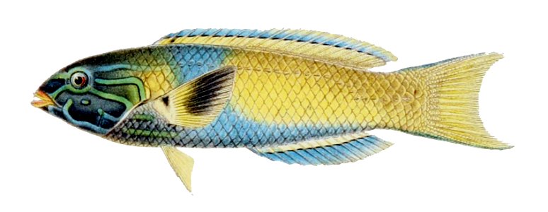 Thalassoma lutescens