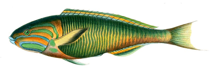 Thalassoma lutescens2