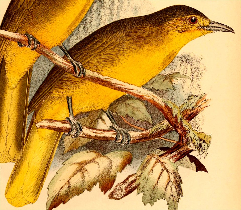 Thapsinillas longirostris platenae 1898