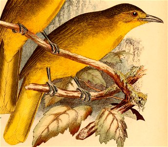 Thapsinillas longirostris platenae 1898