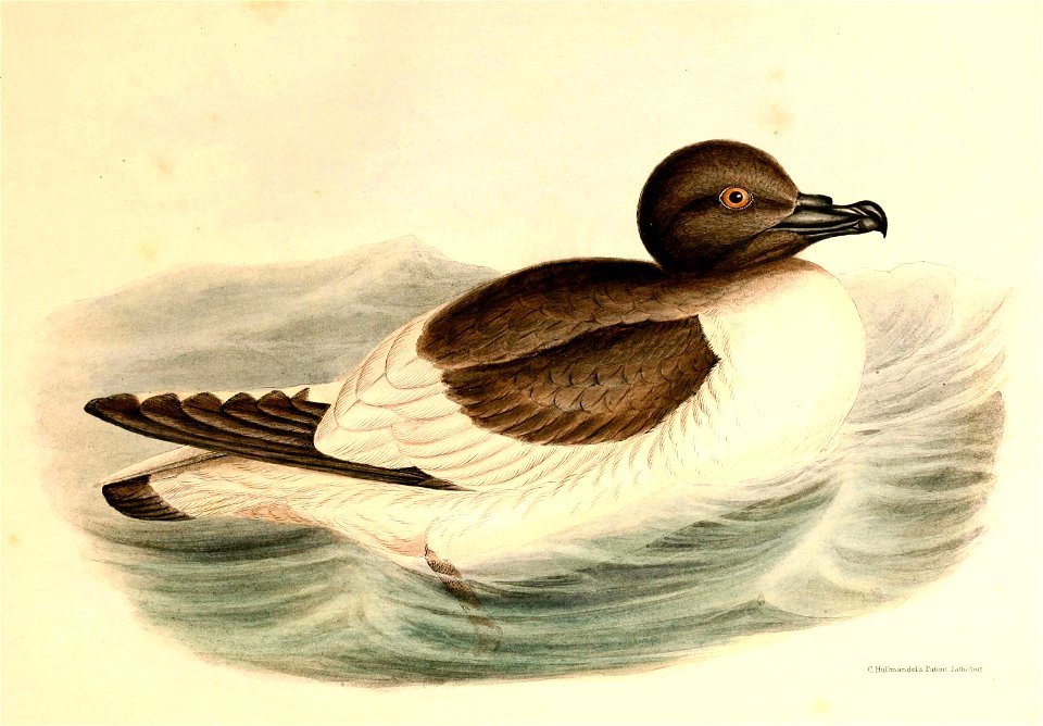 Thalassoica