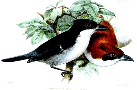 ThamnophilusMelanurusWolf