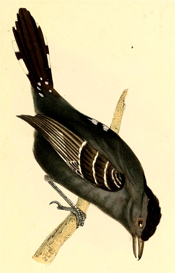 Thamnophilus ambiguus 1841