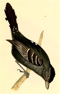 Thamnophilus ambiguus 1841