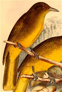 Thapsinillas longirostris aureus 1898