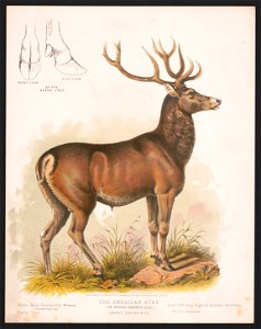 The American stag or round-horned elk - Cervus Canadensis LCCN2017660720