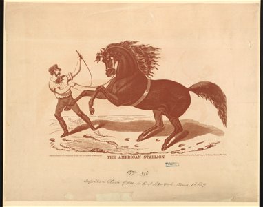 The American stallion LCCN2003679967
