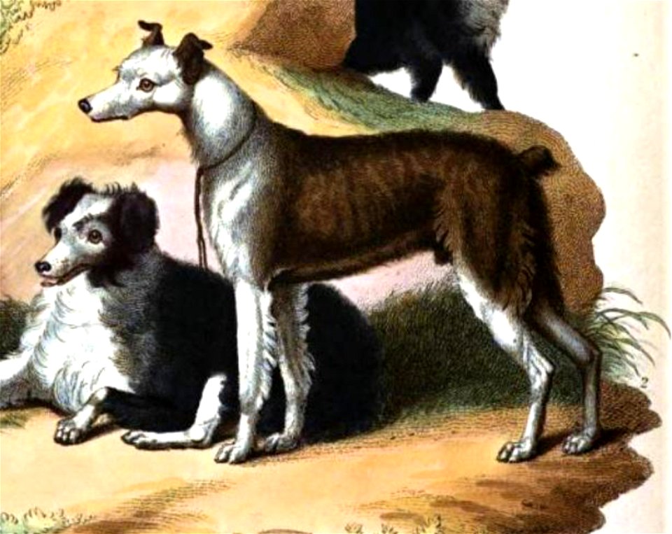 The Cur, Cynographia Britannica