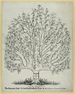 The common law in the similitude of a tree - by R.C. Bierce, counselor at law - J. Miller del. ; lith. by Ezra A. Cook & Co., Chicago, Ill. LCCN2012645606