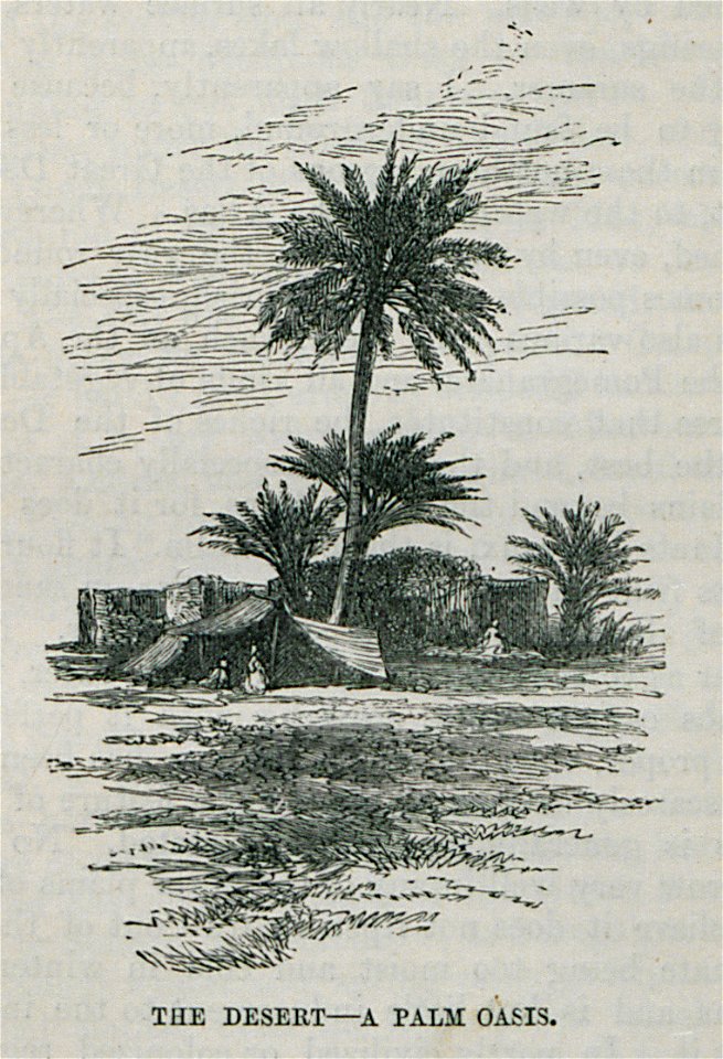 The Desert – A palm oasis - Bennet James Henry M - 1875
