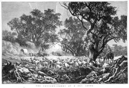 The drought, sheep at a dry creek 1878. Free illustration for personal and commercial use.