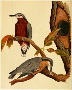 The Fauna of British India, including Ceylon and Burma (Birds Vol 1) 160