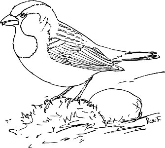 The English Sparrow-MBS 54