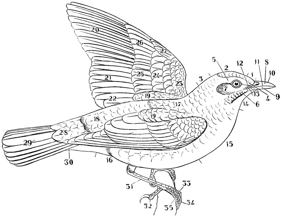 The Fauna of British India, including Ceylon and Burma (Birds Vol 1) 37