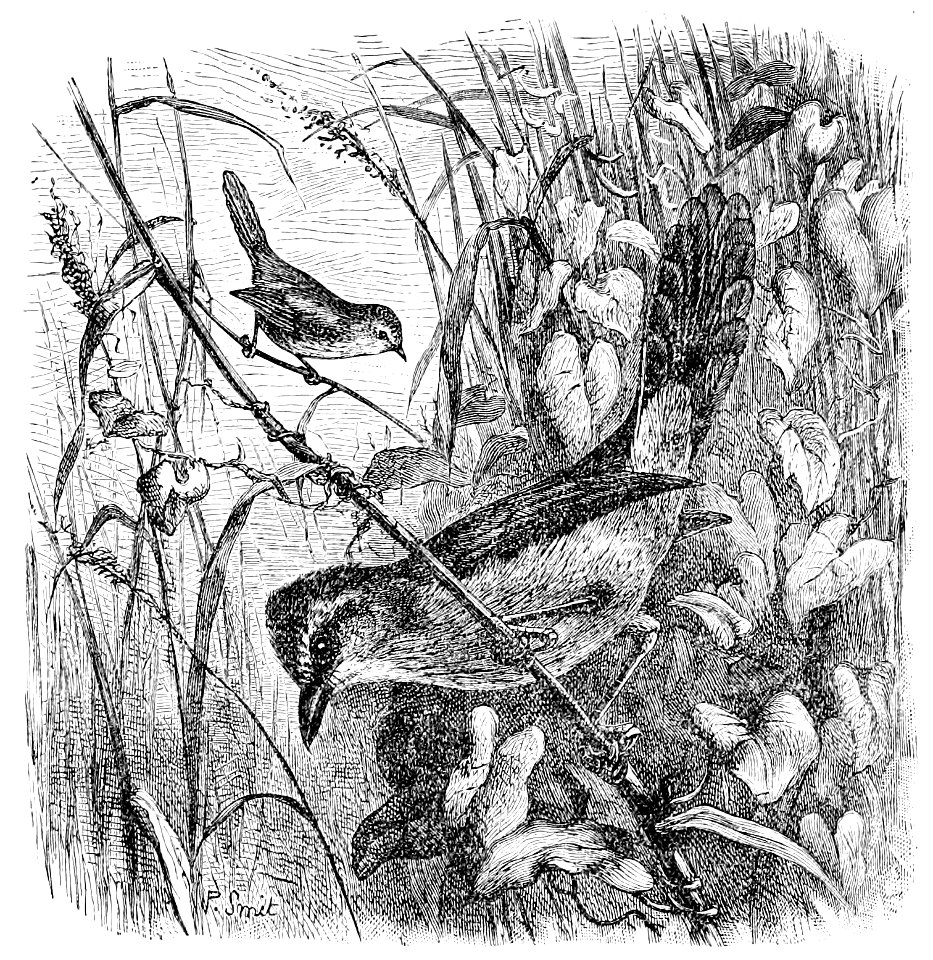 The Fauna of British India, including Ceylon and Burma (Birds Vol 1) 266