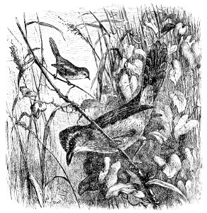The Fauna of British India, including Ceylon and Burma (Birds Vol 1) 266