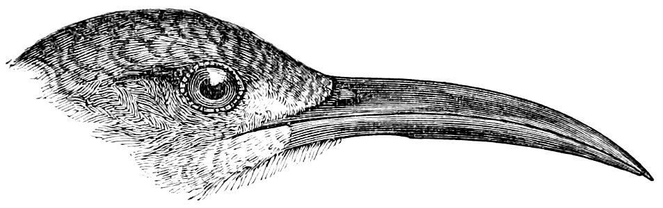 The Fauna of British India, including Ceylon and Burma (Birds Vol 1) 263