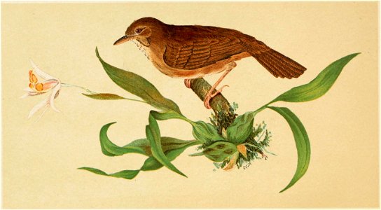 The Fauna of British India, including Ceylon and Burma (Birds Vol 1) FP