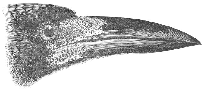 The Fauna of British India, including Ceylon and Burma (Birds Vol 1) 63