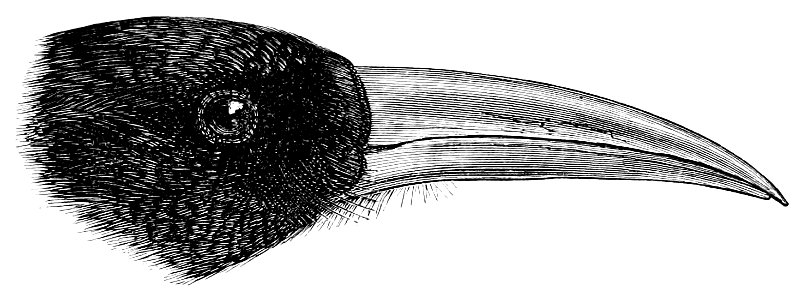 The Fauna of British India, including Ceylon and Burma (Birds Vol 1) 101a