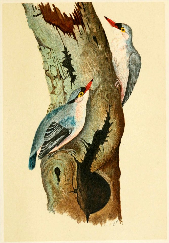 The Fauna of British India, including Ceylon and Burma (Birds Vol 1) 169