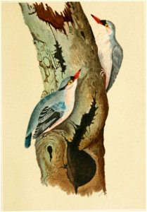 The Fauna of British India, including Ceylon and Burma (Birds Vol 1) 169