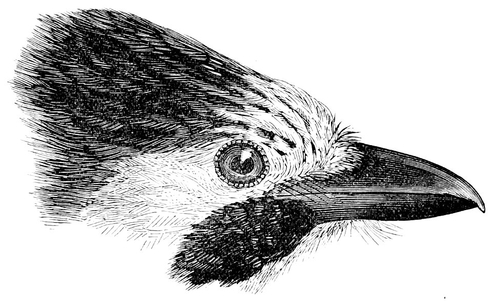The Fauna of British India, including Ceylon and Burma (Birds Vol 1) 94
