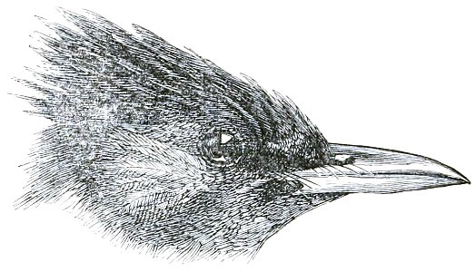 The Fauna of British India, including Ceylon and Burma (Birds Vol 1) 414