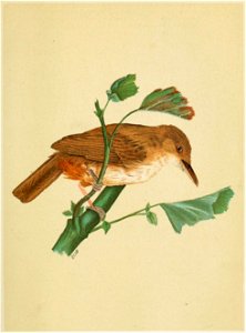 The Fauna of British India, including Ceylon and Burma (Birds Vol 1) 303