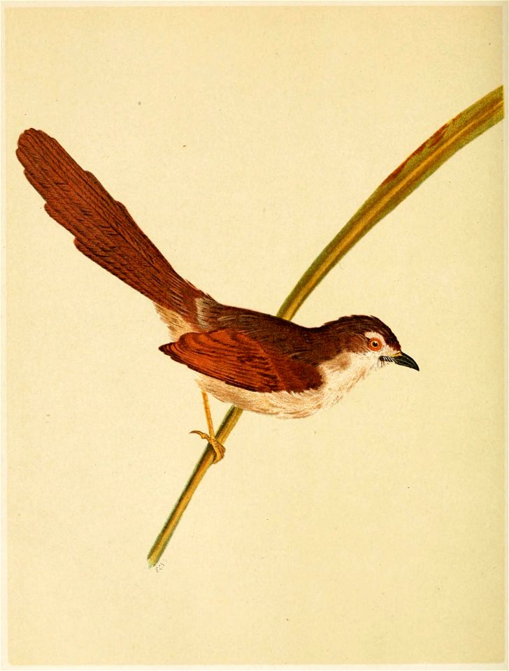 The Fauna of British India, including Ceylon and Burma (Birds Vol 1) 274