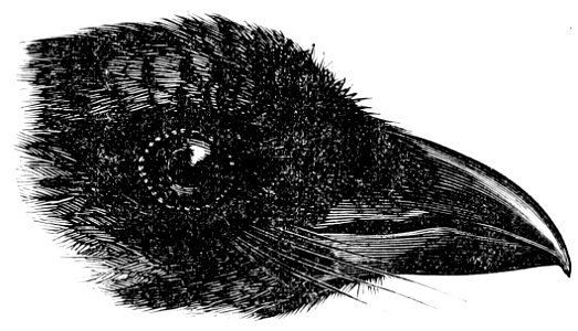 The Fauna of British India, including Ceylon and Burma (Birds Vol 1) 91