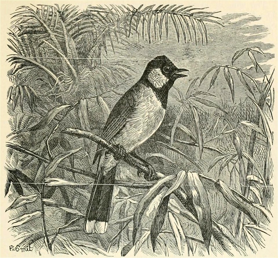 The Fauna of British India, including Ceylon and Burma (Birds Vol 1) 403