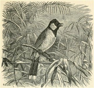 The Fauna of British India, including Ceylon and Burma (Birds Vol 1) 403