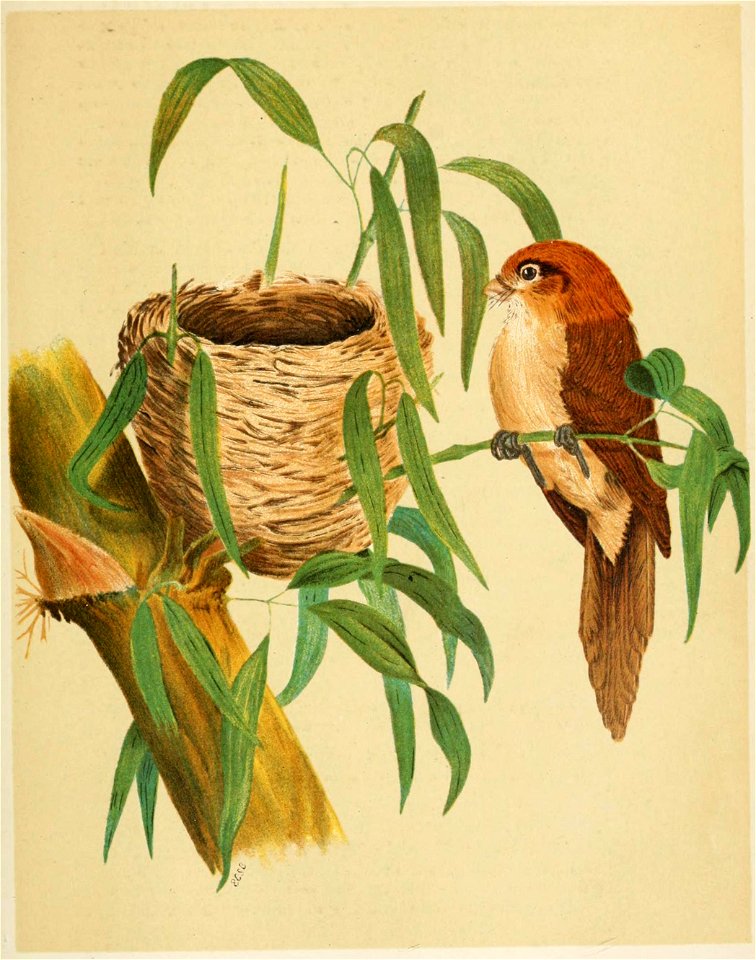 The Fauna of British India, including Ceylon and Burma (Birds Vol 1) 147