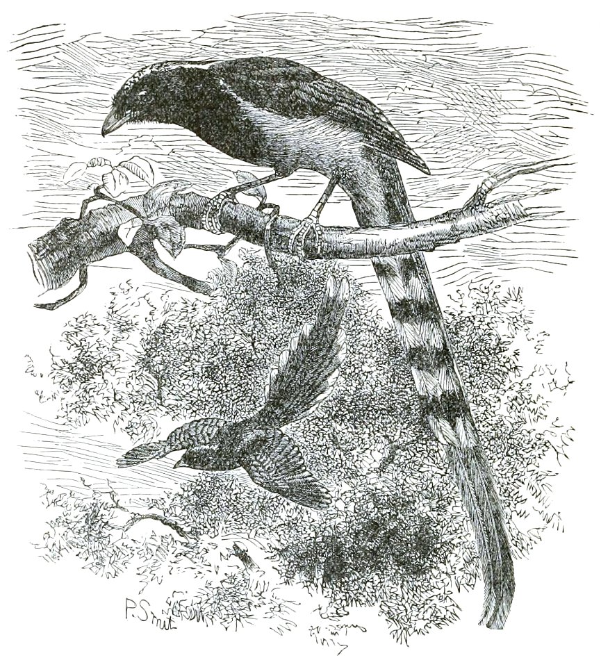 The Fauna of British India, including Ceylon and Burma (Birds Vol 1) 50