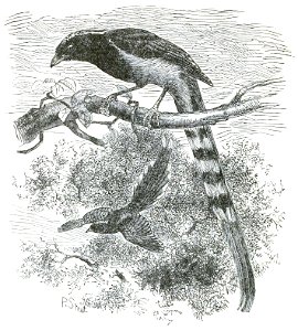 The Fauna of British India, including Ceylon and Burma (Birds Vol 1) 50